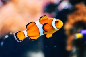 罗马客场击败维罗纳，欧冠前景有望